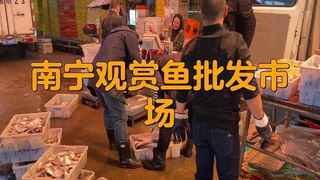 南寧市有觀賞魚金龍魚買嗎