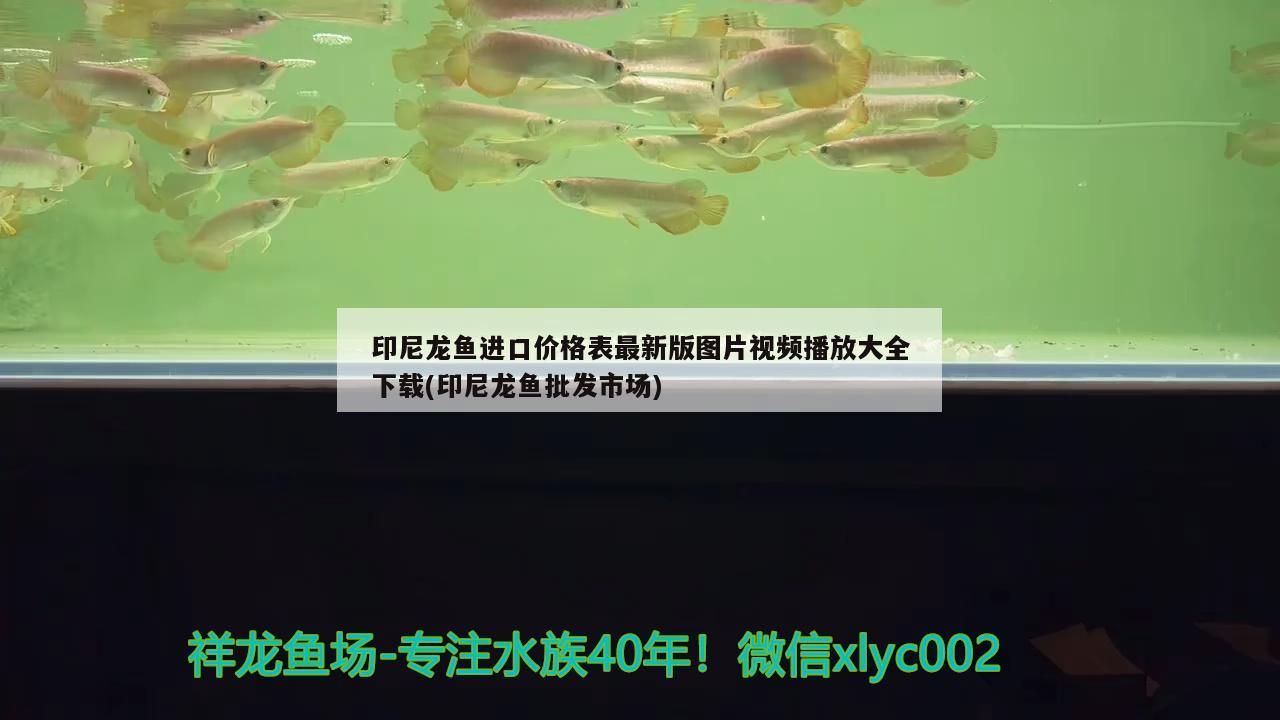 印尼龍魚進口價格表最新版圖片視頻播放大全下載(印尼龍魚批發市場)