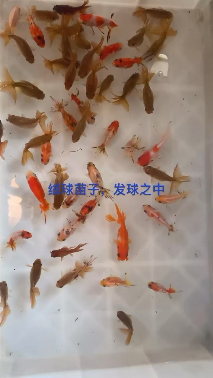 銀龍魚 許昌最大的賣魚缸的地方是哪里啊圖片(許昌活魚批發市場) 觀賞魚百科 許昌最大的賣魚缸的地方是哪里啊圖片(許昌活魚批發市場) 許昌最大的賣魚缸的地方是哪里啊圖片(許昌活魚批發市場) 觀賞魚百科