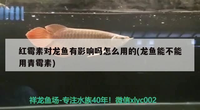 紅霉素對龍魚有影響嗎怎么用的(龍魚能不能用青霉素) 紅霉素對龍魚有影響嗎怎么用的(龍魚能不能用青霉素) 觀賞魚百科