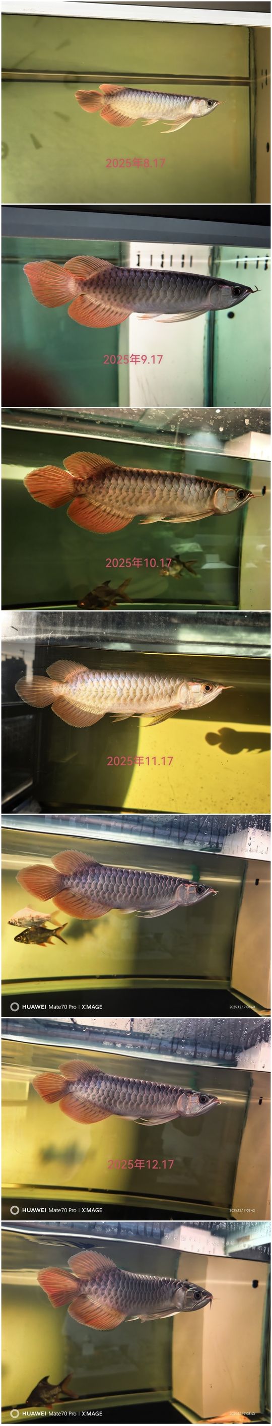 希望在新的一年里能夠健康快樂的長大 希望在新的一年里能夠健康快樂的長大 龍魚論壇 第1張