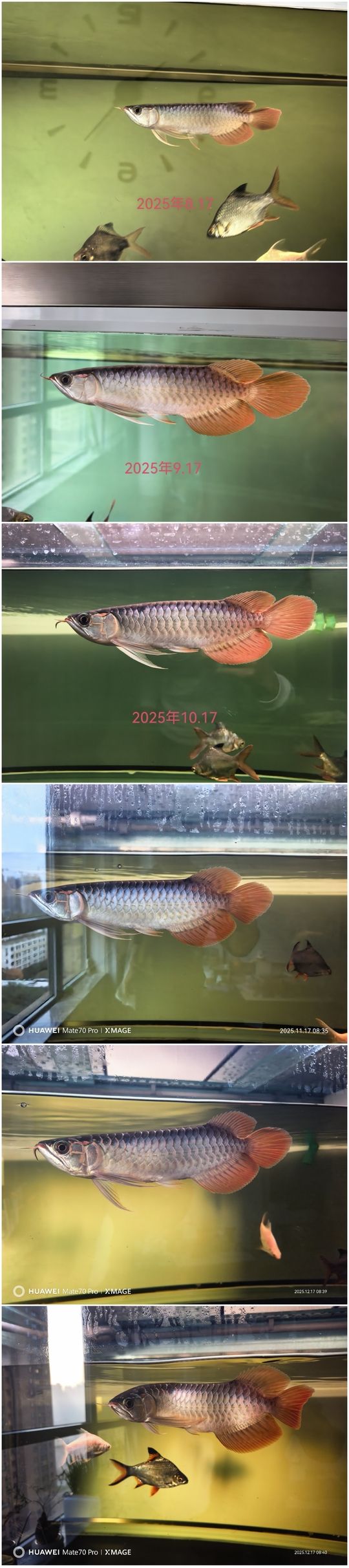 希望在新的一年里能夠健康快樂的長大 希望在新的一年里能夠健康快樂的長大 龍魚論壇 第2張