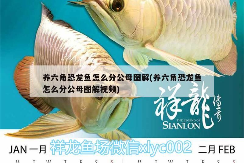 養(yǎng)六角恐龍魚(yú)怎么分公母圖解(養(yǎng)六角恐龍魚(yú)怎么分公母圖解視頻)