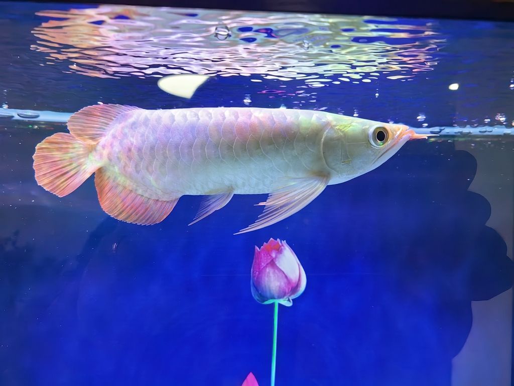 小家伙到家了