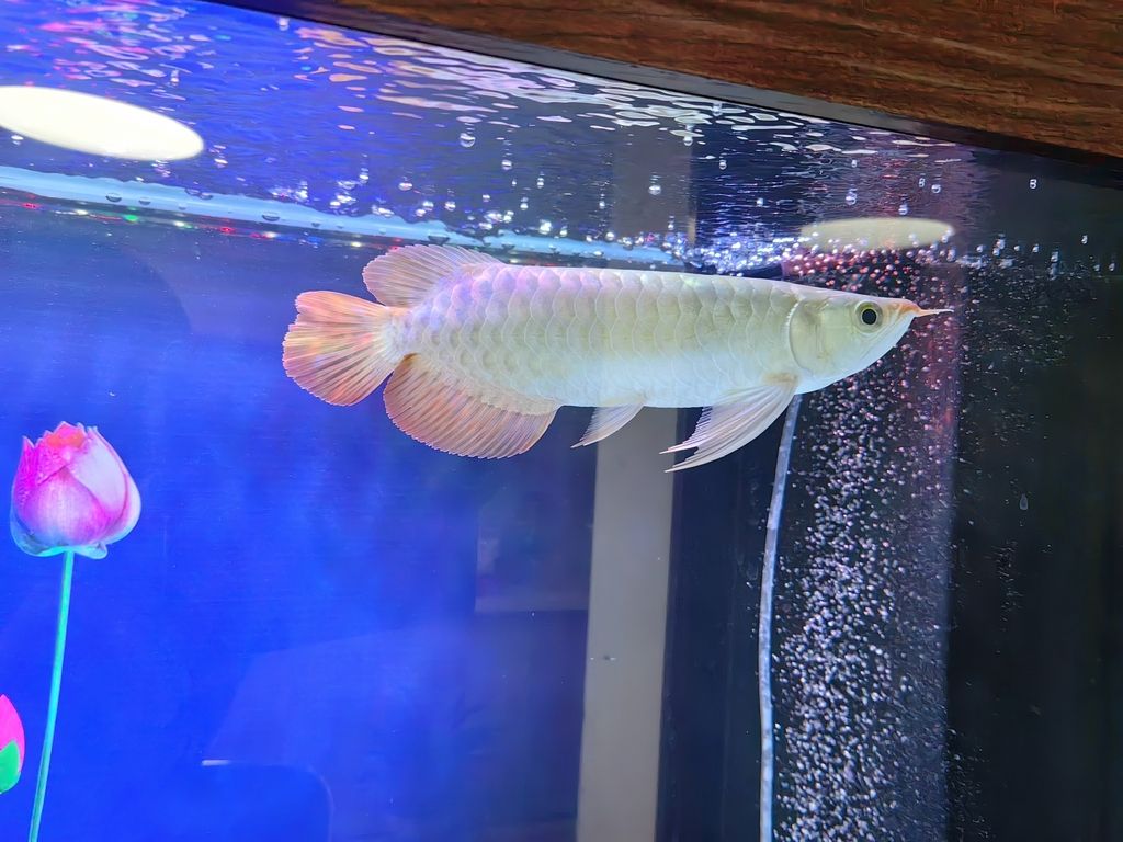 小家伙到家了
