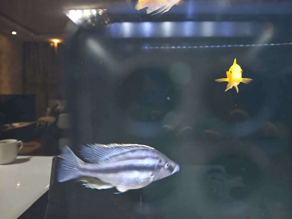 跪求大神指點迷津，魚爛下巴了