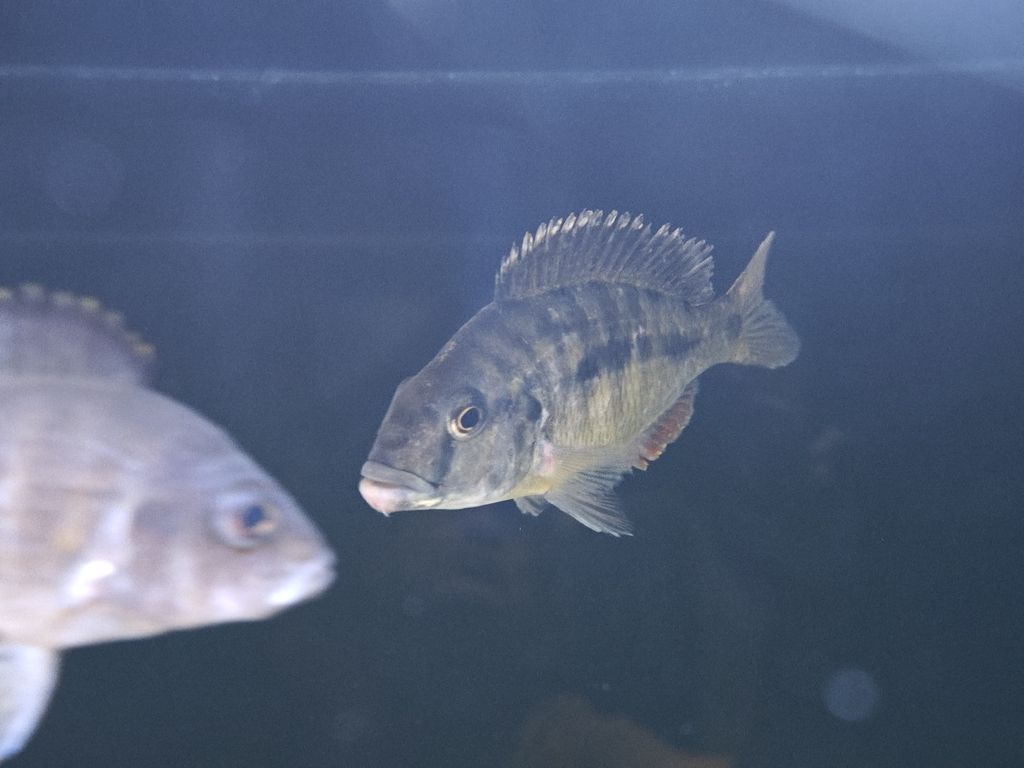 跪求大神指點迷津，魚爛下巴了