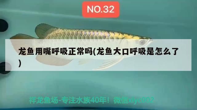 龍魚用嘴呼吸正常嗎(龍魚大口呼吸是怎么了)