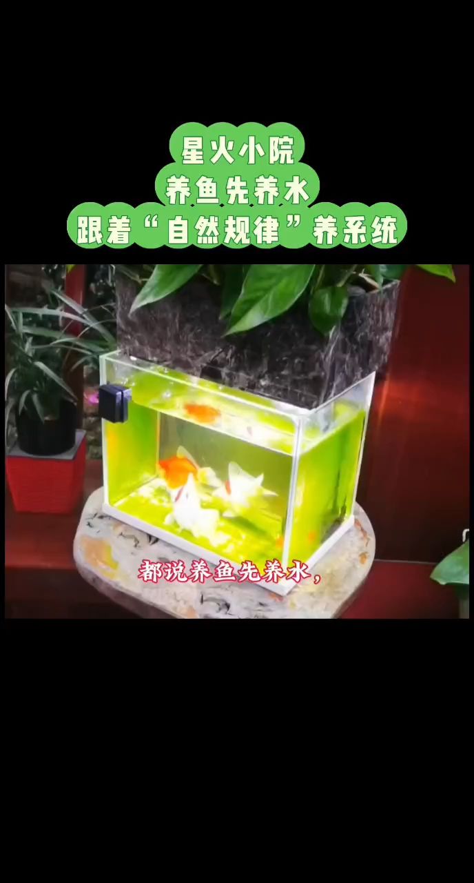 養魚先養水生態，生態好了，魚才好 養魚先養水生態，生態好了，魚才好 龍魚論壇