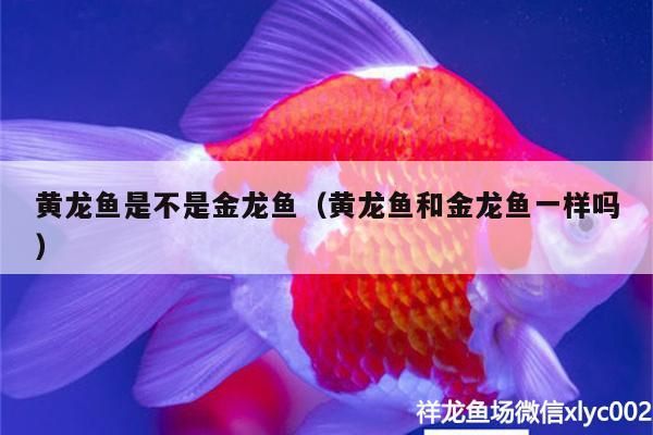 黃龍魚是不是金龍魚（黃龍魚和金龍魚一樣嗎）