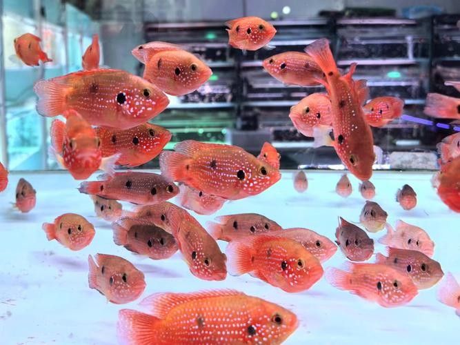紅寶石魚