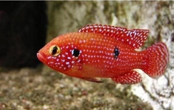 紅寶石魚