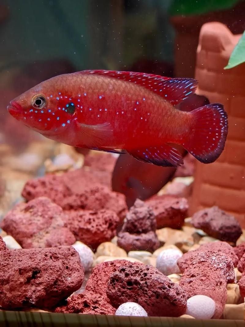 紅寶石魚