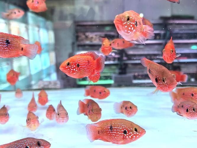 紅寶石魚