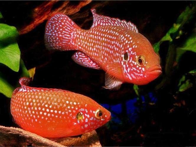 紅寶石魚