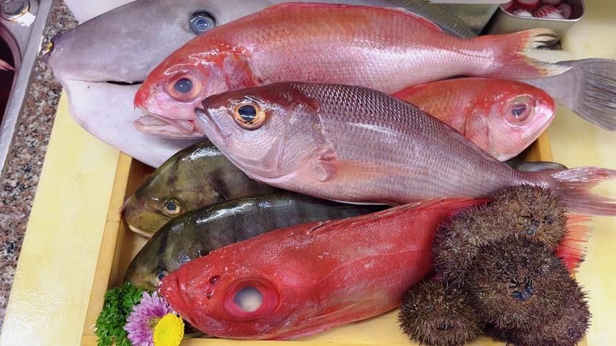 紅寶石魚