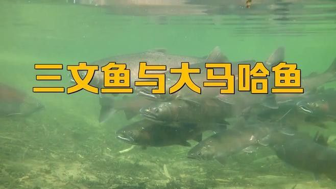 大馬哈魚又叫什么魚