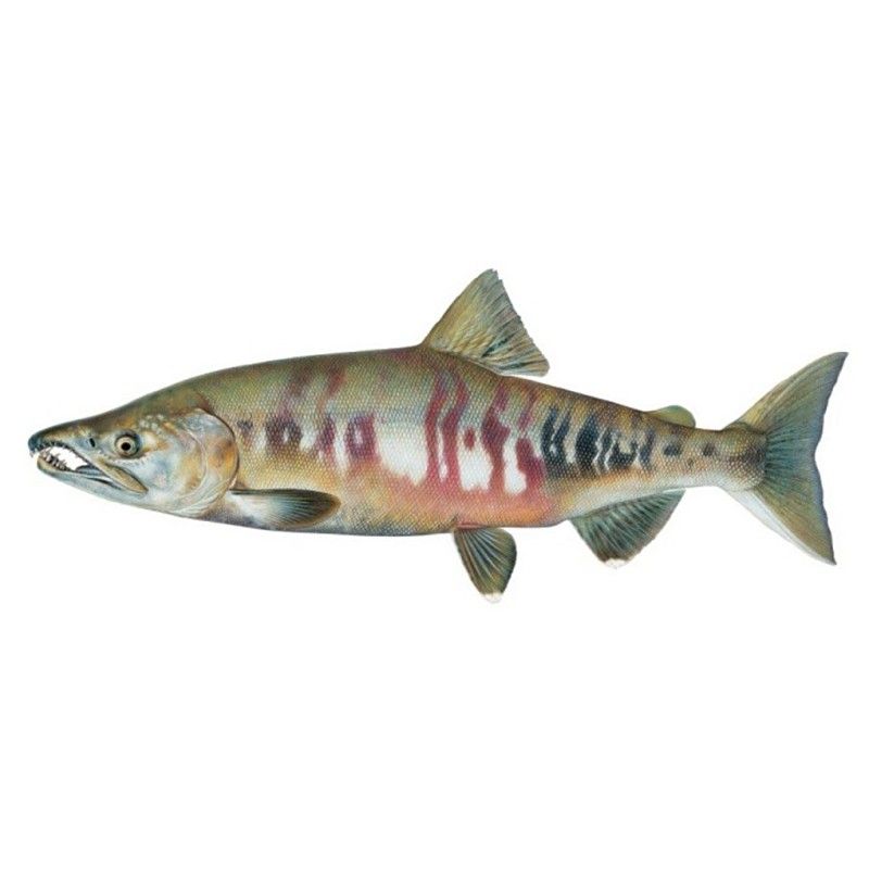 大馬哈魚又叫什么魚