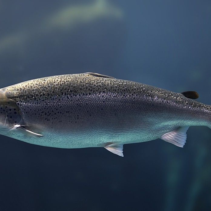 大馬哈魚又叫什么魚