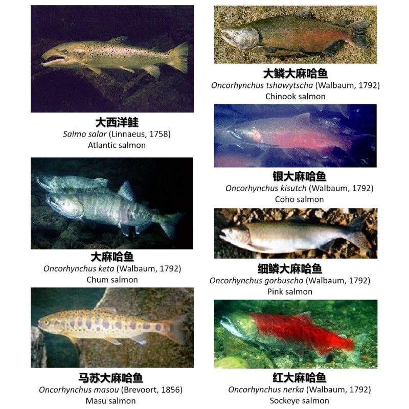 大馬哈魚又叫什么魚