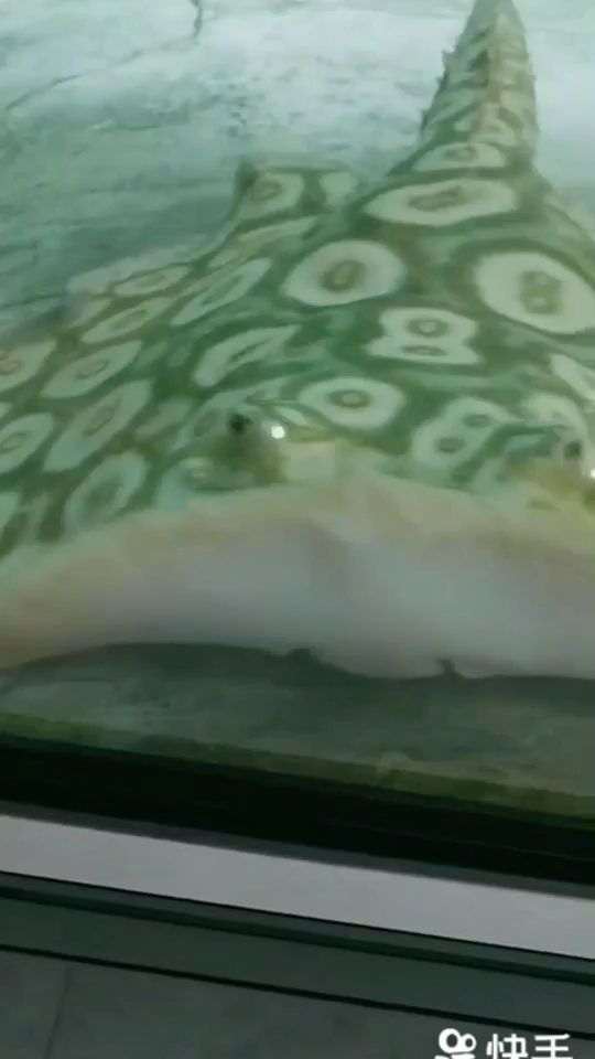 魚缸用增氧泵價格是多少:魚缸增氧機-xtrac增氧機-xtrac增氧機 底色綠點子白 觀賞魚百科 底色綠點子白 底色綠點子白 觀賞魚百科