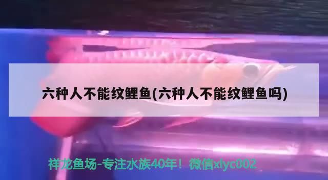 六種人不能紋鯉魚(六種人不能紋鯉魚嗎)