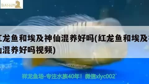 紅龍魚和埃及神仙混養(yǎng)好嗎(紅龍魚和埃及神仙混養(yǎng)好嗎視頻)