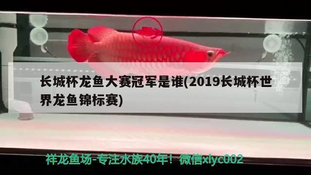 長城杯龍魚大賽冠軍是誰(2019長城杯世界龍魚錦標(biāo)賽)