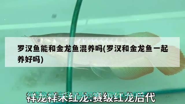 羅漢魚能和金龍魚混養嗎(羅漢和金龍魚一起養好嗎)