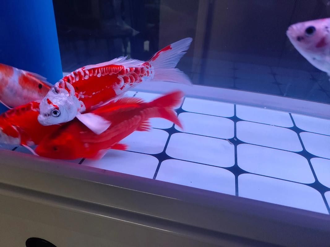 德系龍魚圖片大全
