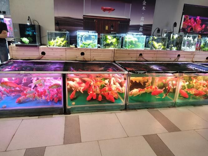 德系龍魚圖片大全