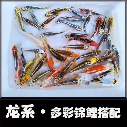 德系龍魚圖片大全