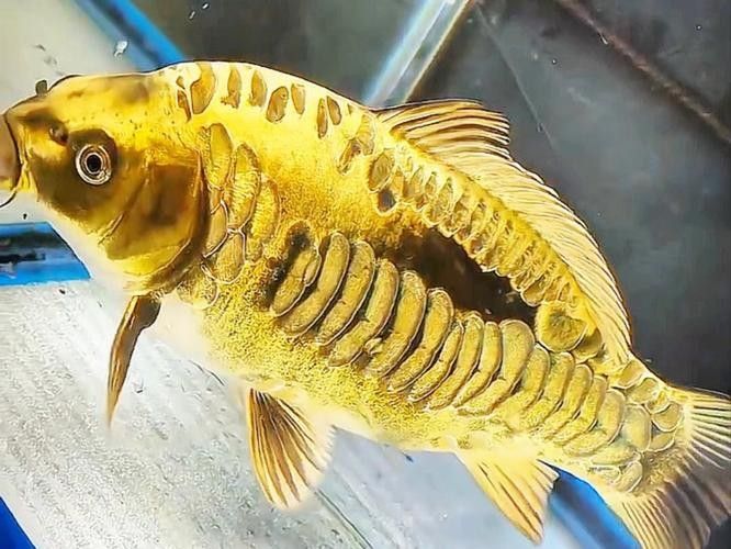 德系龍魚圖片大全