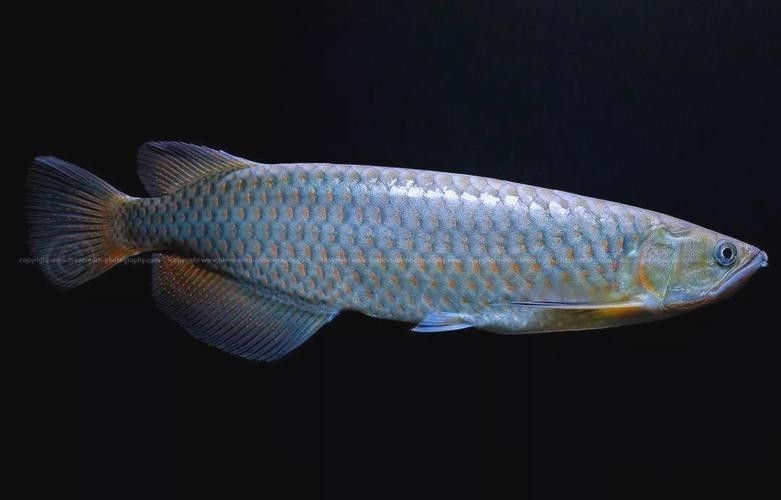 德系龍魚圖片大全