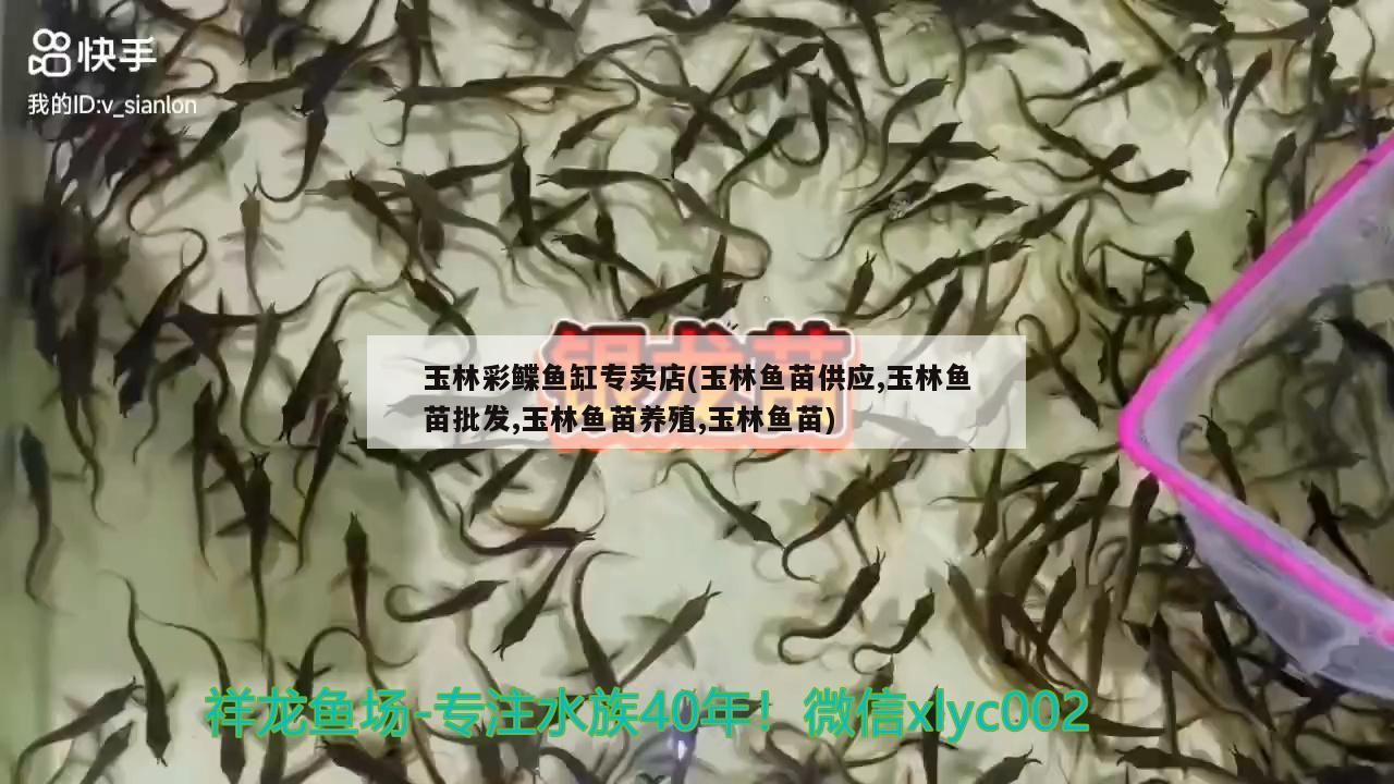 <strong><mark>玉林</mark></strong>彩鰈魚缸專賣店(<strong><mark>玉林</mark></strong>魚苗供應,<strong><mark>玉林</mark></strong>魚苗批發,<strong><mark>玉林</mark></strong>魚苗養殖,<strong><mark>玉林</mark></strong>魚苗)