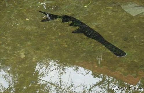 黃金鴨嘴魚 黃金鴨嘴魚 觀賞魚百科