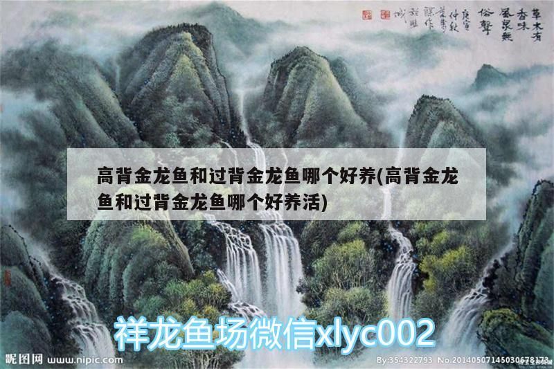 高背金龍魚和過背金龍魚哪個好養(高背金龍魚和過背金龍魚哪個好養活)