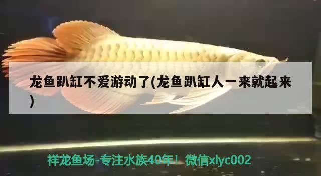 龍魚趴缸不愛游動了(龍魚趴缸人一來就起來)