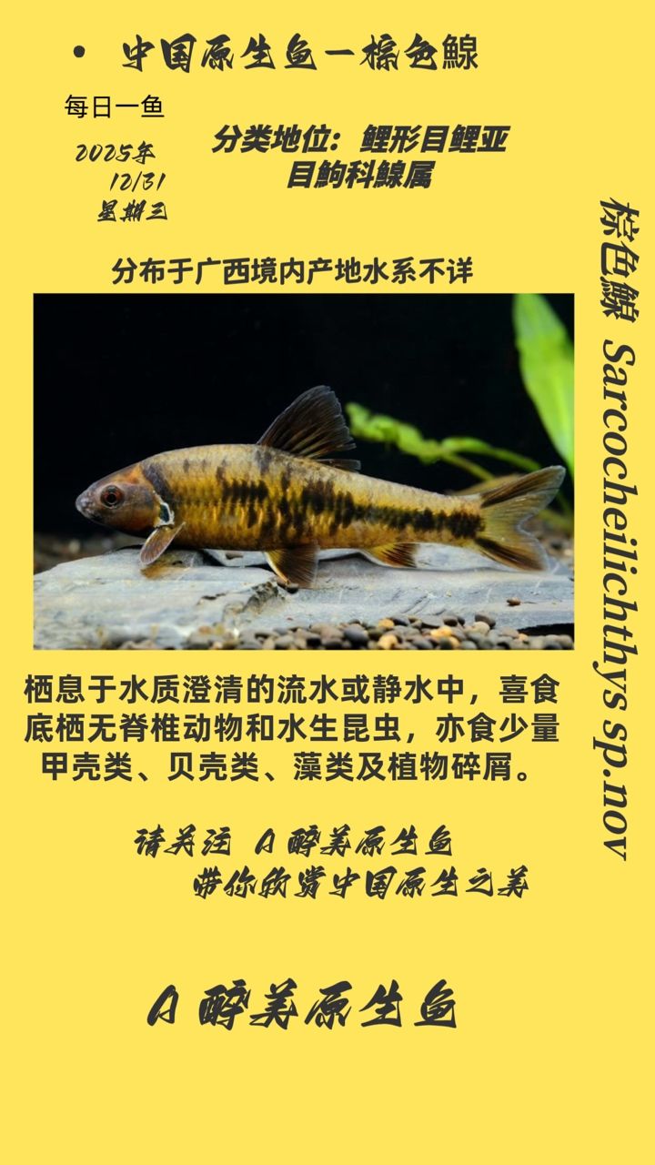 棕色鰁