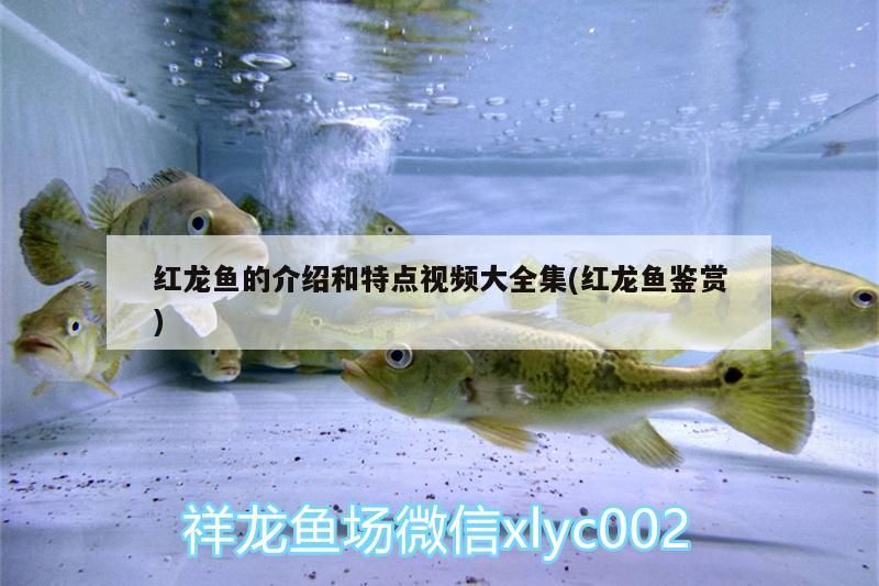 紅龍魚的介紹和特點視頻大全集(紅龍魚鑒賞)