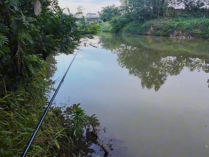龍溪釣魚比較好的地方 龍溪釣魚比較好的地方 觀賞魚百科 第6張