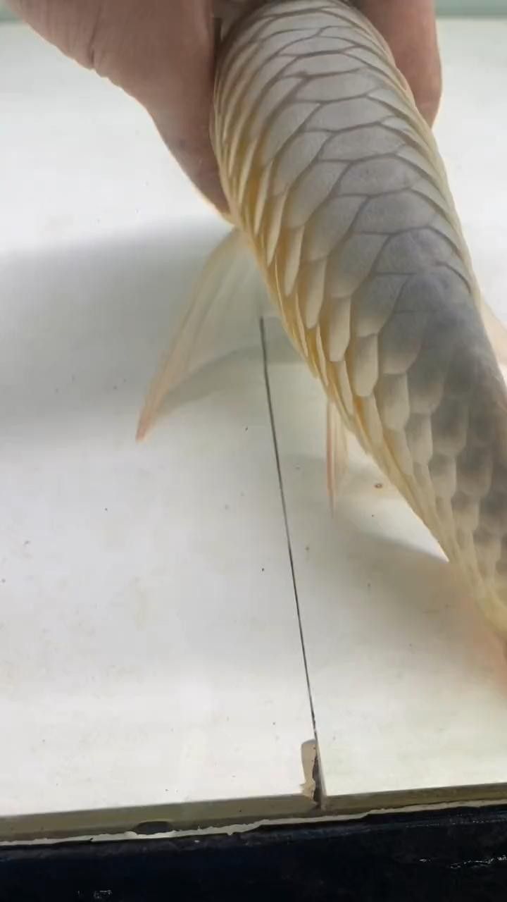 龍魚炸鱗圖片嚴重 龍魚炸鱗圖片嚴重 觀賞魚百科 第9張