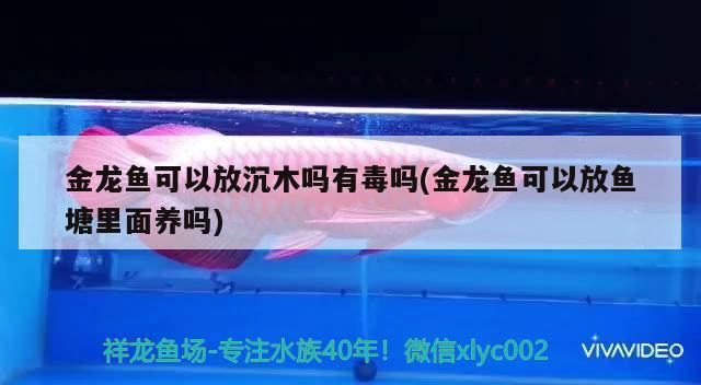 魚缸 金龍魚可以放沉木嗎有毒嗎(金龍魚可以放魚塘里面養嗎) 觀賞魚百科 金龍魚可以放沉木嗎有毒嗎(金龍魚可以放魚塘里面養嗎) 金龍魚可以放沉木嗎有毒嗎(金龍魚可以放魚塘里面養嗎) 觀賞魚百科