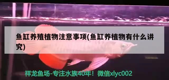 魚缸養殖植物注意事項(魚缸養植物有什么講究)