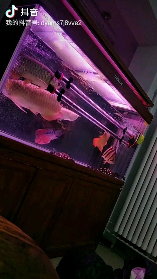 陽江魚缸定做廠家地址在哪里（ 陽江養(yǎng)魚）