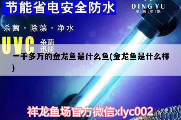 一千多萬的金龍魚是什么魚(金龍魚是什么樣)