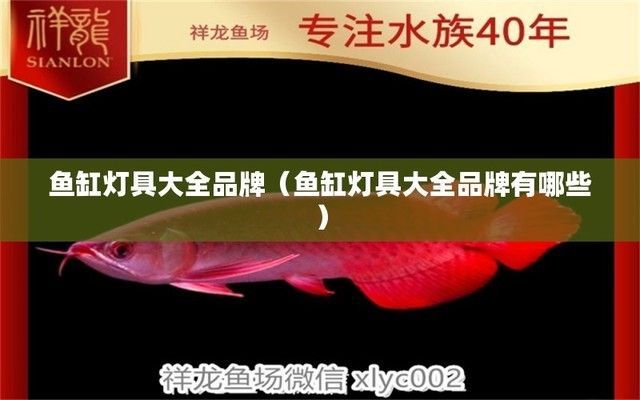 我的虎魚真菌感染了要怎么處理 深圳市瀚璟景觀設計有限公司(深圳市瀚璟景觀設計有限公司經營范圍) 觀賞魚百科 深圳市瀚璟景觀設計有限公司(深圳市瀚璟景觀設計有限公司經營范圍) 深圳市瀚璟景觀設計有限公司(深圳市瀚璟景觀設計有限公司經營范圍) 觀賞魚百科