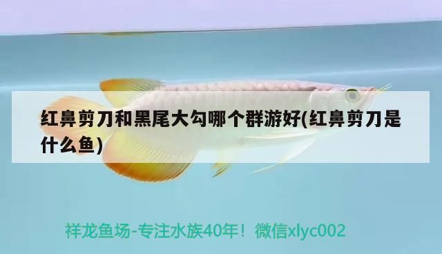 紅鼻剪刀和黑尾大勾哪個群游好(紅鼻剪刀是什么魚) 紅鼻剪刀和黑尾大勾哪個群游好(紅鼻剪刀是什么魚) 觀賞魚百科