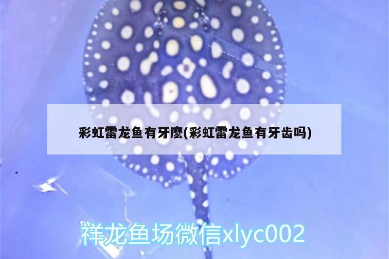 彩虹雷龍魚有牙麼(彩虹雷龍魚有牙齒嗎) 彩虹雷龍魚有牙麼(彩虹雷龍魚有牙齒嗎) 觀賞魚百科