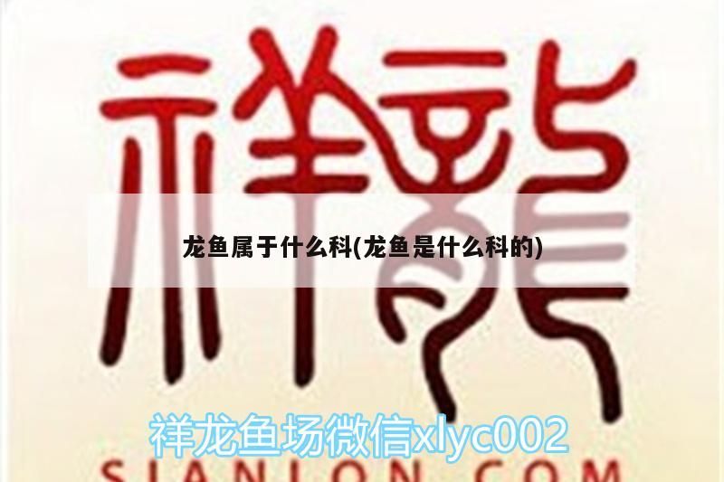 龍魚屬于什么科(龍魚是什么科的) 龍魚屬于什么科(龍魚是什么科的) 觀賞魚百科